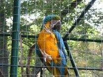 Papagei aus dem Münchner Zoo
