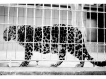 Panther im Frankfurter Zoo 1985